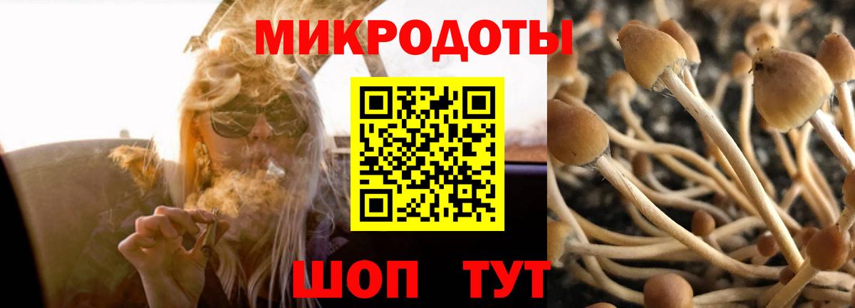 Псилоцибиновые грибы Psilocybine cubensis Можайск